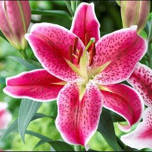 Meet your Posher, Lilly